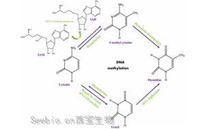 Cell：染色質(zhì)重塑是DNA甲基化的表觀遺傳基礎(chǔ)