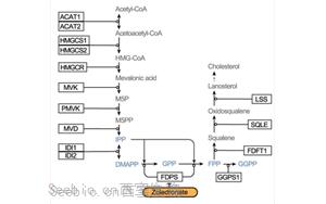 Nature：利用CRISPR，終于弄清楚了一種獨特的免疫細胞是如何識別并摧毀腫瘤的