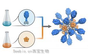 支持重組蛋白疫苗研發、生產的試劑解決方案