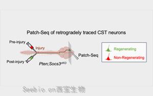 《Neuron》新<font color='red'>生物標志物</font>預測神經元是否會再生