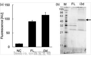 Nature子刊最新研究揭示了雌激素如何發揮其抗<font color='red'>糖尿病</font>作用