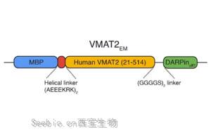 Nature：參與神經化學物質(如血清素和多巴胺)運動的轉運蛋白結構