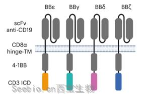 Nature Immunology：利用CD3多樣性來解決CAR-T耗竭問題