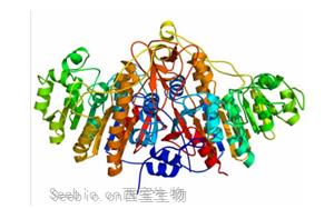 化學(xué)發(fā)光標記物-堿性磷酸酶（ALP）性能穩(wěn)定活性高，替代進口優(yōu)選