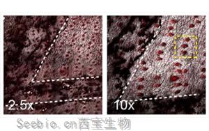 Nature新研究解釋了為什么癌<font color='red'>基因</font>突變的細胞可以在正常的人體組織中存在