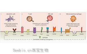 Nature子刊：免排斥！科學(xué)家創(chuàng)造了“隱形”供體細(xì)胞和組織<font color='red'>移植</font>物