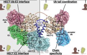 Cell子刊：<font color='red'>細(xì)菌連接酶</font>揭示了多泛素特異性的基本原理