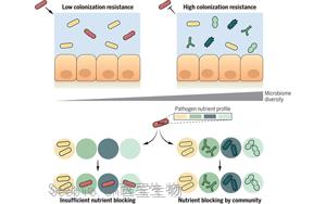 《Science》肺炎和腸道：不同微生物菌群合作切斷有害細菌的“軍糧”