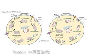 Nature子刊：表觀遺傳變化可導致2型<font color='red'>糖尿病</font>