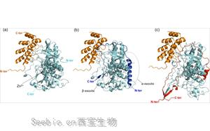 新發(fā)現(xiàn)肉毒桿菌毒素的又一個(gè)醫(yī)療用途