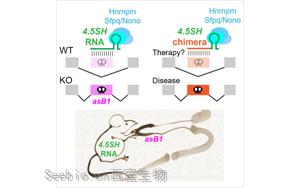 神秘的小RNA分子：第一個自然產(chǎn)生的，能調(diào)節(jié)選擇性剪接的RNA