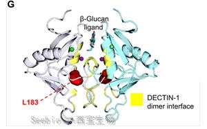 抗真菌蛋白DECTIN-1可用于<font color='red'>自身免疫疾病</font>和癌癥治療