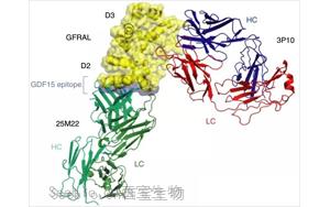 《Nature》竟然是胎兒分泌的激素導致孕吐？