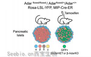 1型<font color='red'>糖尿病</font>新模型:RNA編輯破壞模擬沒有病毒參與的早期疾病