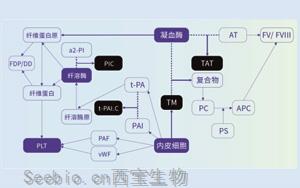 血栓調節蛋白（TM）-<font color='red'>磁微?；瘜W發光法</font>（AE/AP）解決方案