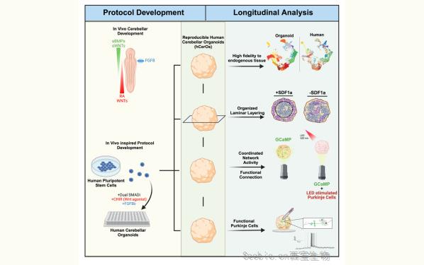 《Cell Stem Cell》改變游戲規(guī)則的類器官模型