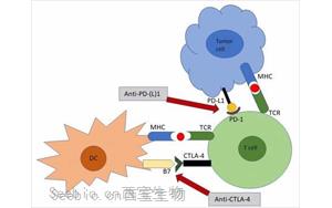 Science重要發(fā)現(xiàn)：為什么癌癥免疫療法會導(dǎo)致胃腸道問題