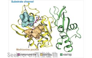 Nature子刊：這種抑制劑在治療<font color='red'>前列腺癌</font>上表現出潛力