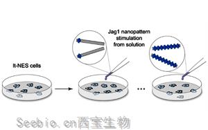 Nature子刊意外發(fā)現(xiàn)：一種重要的細(xì)胞受體如何以一種以前未知的方式被激活