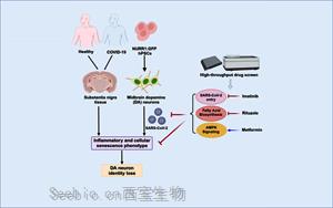 Cell Stem Cell：SARS-CoV-2可以感染<font color='red'>多巴胺</font>神經(jīng)元，導(dǎo)致衰老