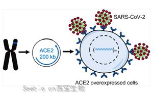 科學家在小鼠細胞中制造<font color='red'>新冠病毒</font>受體蛋白