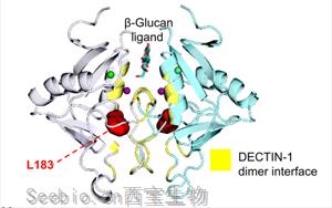 抗真菌蛋白DECTIN-1可用于<font color='red'>自身免疫疾病</font>和癌癥治療