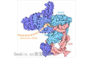 Science：控制<font color='red'>端粒酶</font>