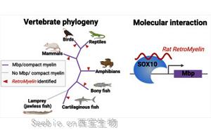 Cell：逆轉(zhuǎn)錄病毒在大腦進(jìn)化中發(fā)揮了關(guān)鍵作用