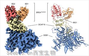 領(lǐng)軍人物Nature發(fā)文：“蛋白質(zhì)三明治”可能改變癌癥藥物的發(fā)現(xiàn)