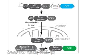 《Nature》重新定義癡呆癥治療，UCB科學家有了新突破