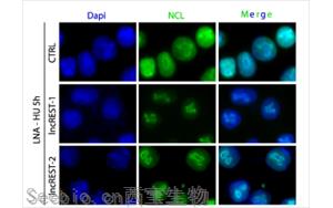 一種有助于防止DNA復制錯誤的RNA分子