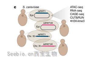 Nature：合成DNA揭示了不同進化階段活細胞之間的神秘差異