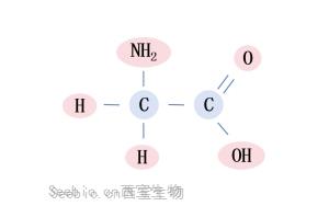 甘氨酸-小身體，有大能量