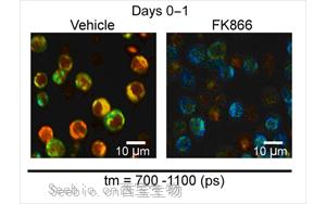 Science Immunology發現負責快速免疫反應的關鍵代謝過程