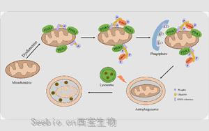 Nature Metabolism：胰島素影響細胞能量的循環利用