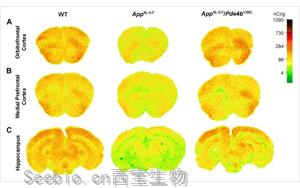 發(fā)現(xiàn)<font color='red'>阿爾茨海默病</font>的新治療靶點(diǎn)PDE4B 活性降低27%可大大挽救AD小鼠記憶、大腦功能和炎癥