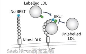 《Nature Microbiology》<font color='red'>出血熱病毒</font>如何進入人體細胞？