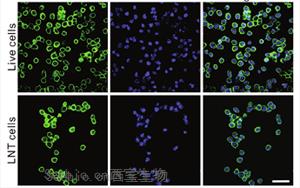 《Science Advances》CRISPR-Cas9利用低溫休克<font color='red'>腫瘤細胞</font>靶向肺癌