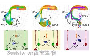 新研究發(fā)現(xiàn)產(chǎn)生神經(jīng)元有幾種不同的途徑