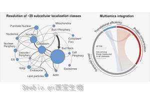 Cell：首次在整個細(xì)胞周期中跟蹤生物體的所有蛋白質(zhì)