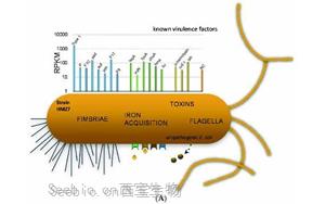 PNAS：大腸桿菌如何造成尿路感染