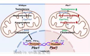 轉錄因子PBX1在調控間質細胞分化和精子發生中的關鍵作用