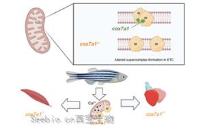 Cell子刊新研究揭示了<font color='red'>線粒體</font>蛋白在心臟再生中的關鍵作用