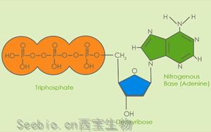 賞盡“分子診斷原料”之脫氧核苷酸