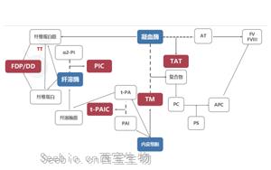 新血栓4項標志物原料助力<font color='red'>凝血</font>診斷