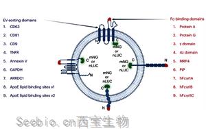 Nature子刊：利用<font color='red'>細胞外囊泡</font>實現精準藥物遞送