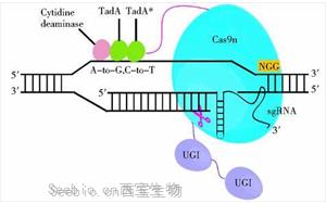 Nature Biotechnology：一種新的基因編輯系統(tǒng)可以治療復(fù)雜的疾病