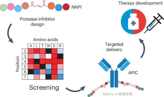 Nature子刊介紹癌癥治療的一種新途徑：抗體-肽抑制劑綴合物