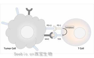 《Nature》肥胖與癌癥之間的聯(lián)系