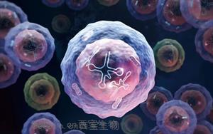 Nature Immunology：一種特殊類型的人類白細(xì)胞